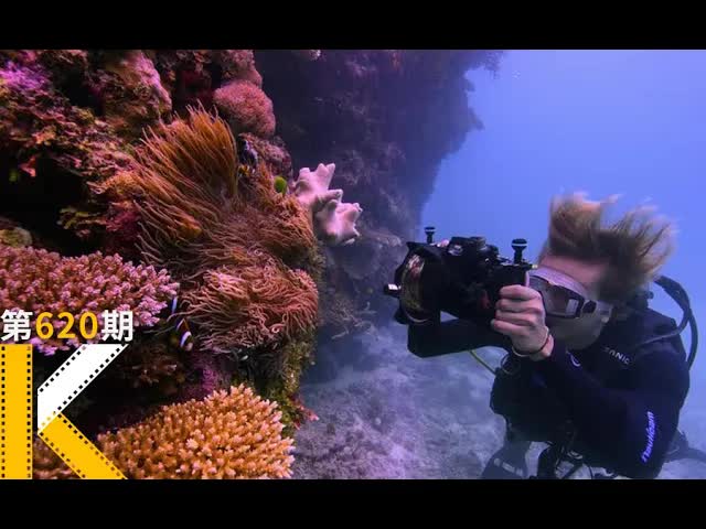 一场美到不可思议的死亡，9.0高分纪录片《追逐珊瑚》看电影了没